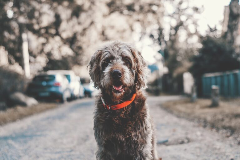 The Ultimate Guide to Dog Training: Nigga’s Best Behavior